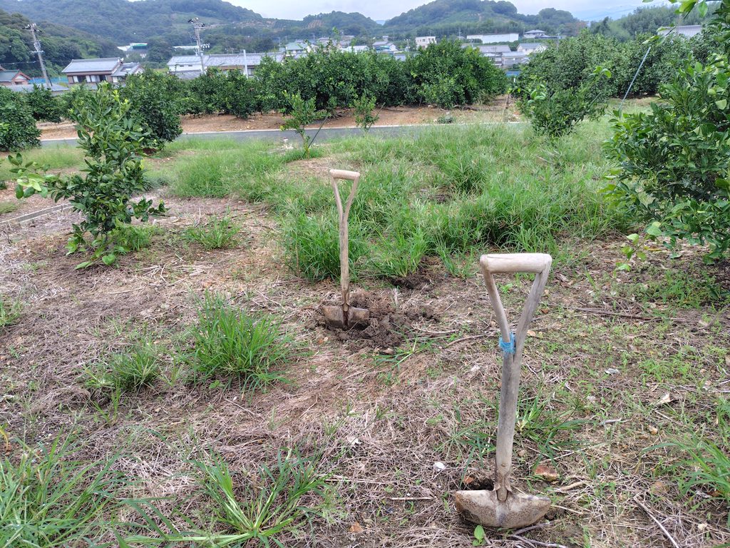 みかん畑の一部をにんにく畑にします
