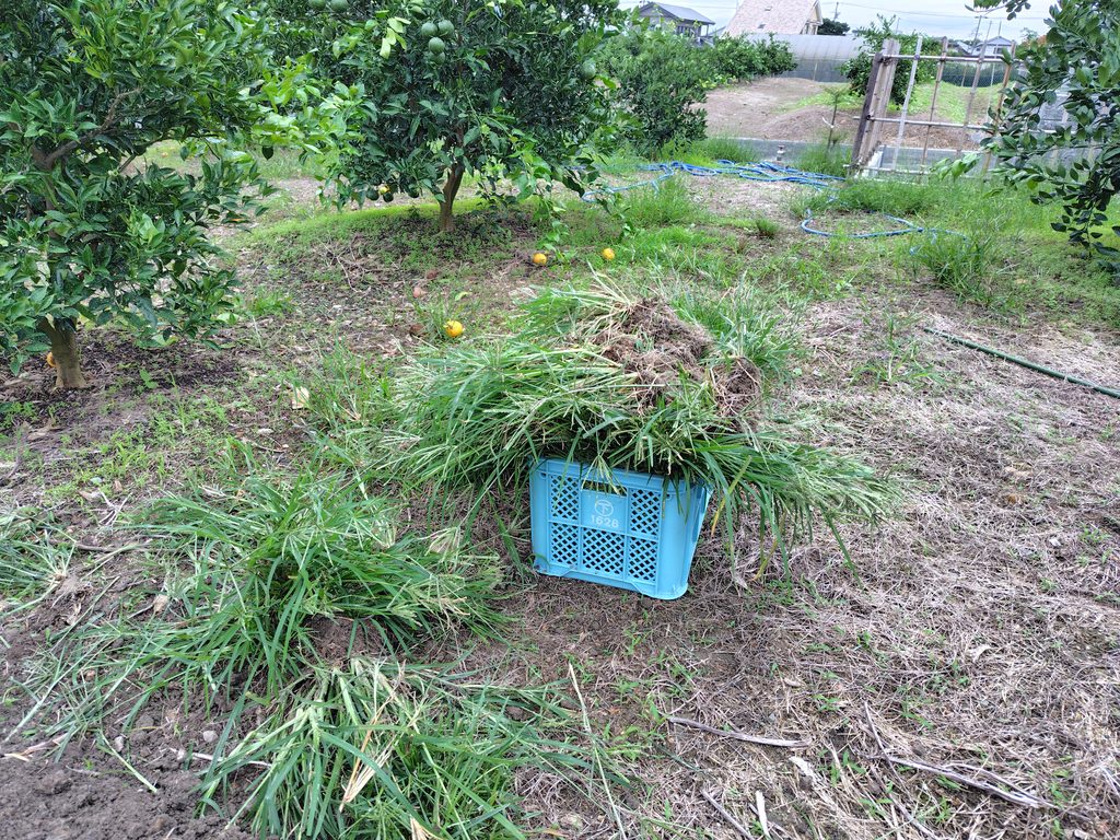 にんにく畑を耕す前雑草の山積み