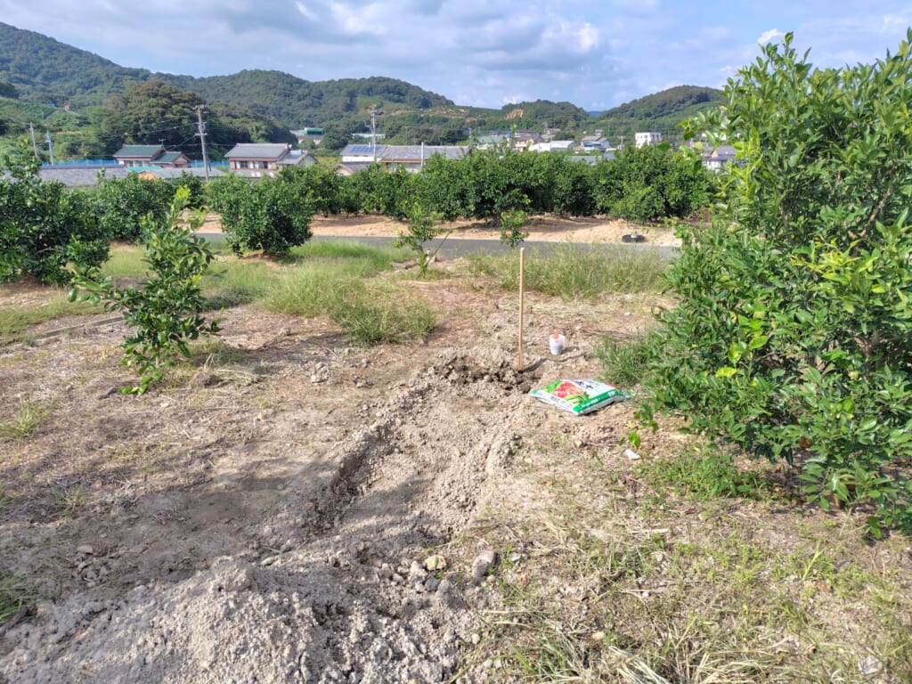土おこしされたにんにく畑のベース
