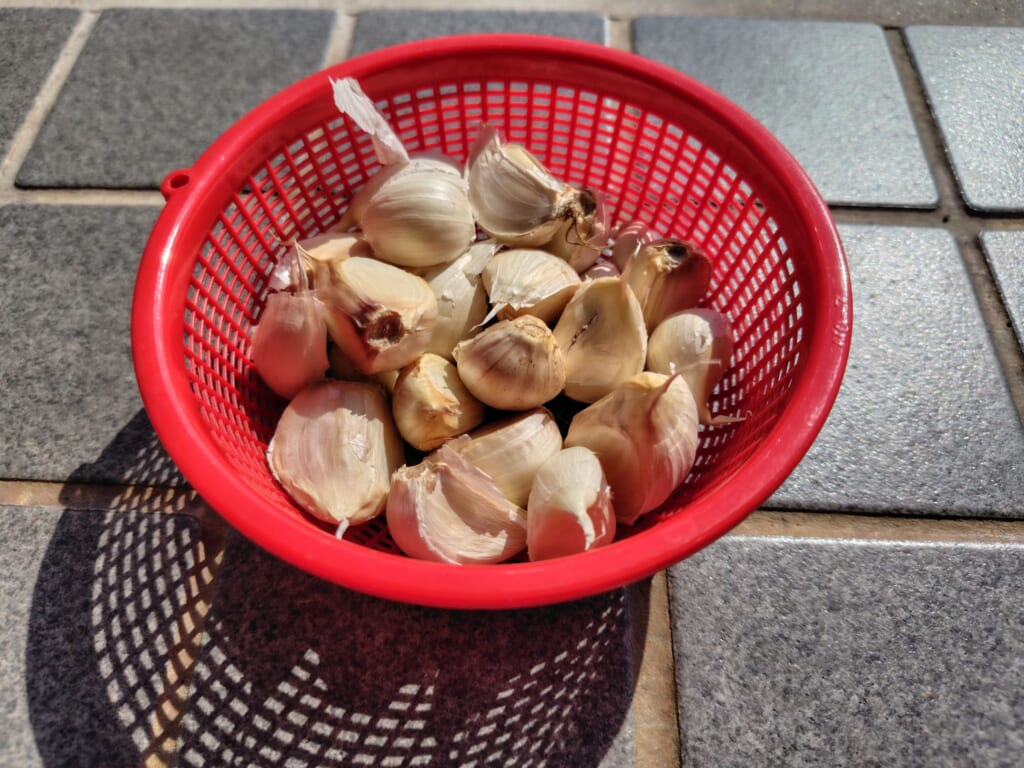 にんにくの苗(種球)