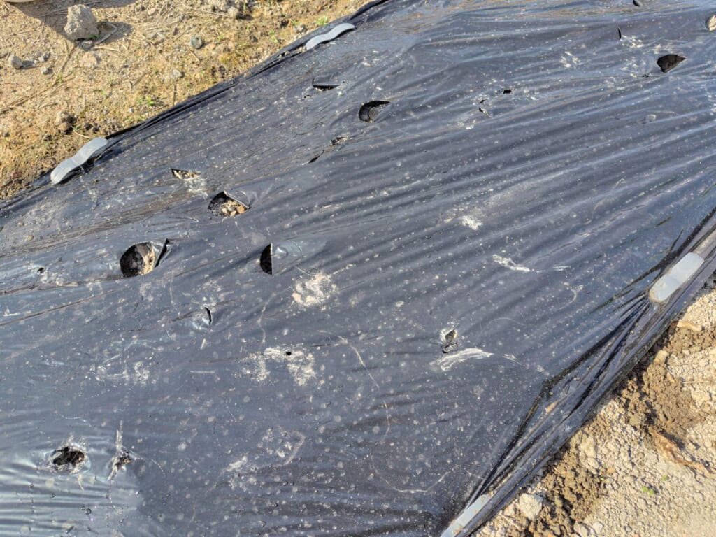 黒マルチに猫の足跡発見