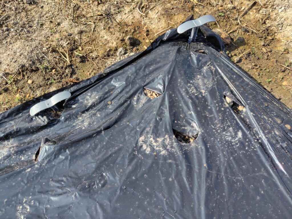 黒マルチに開けられた穴発見
